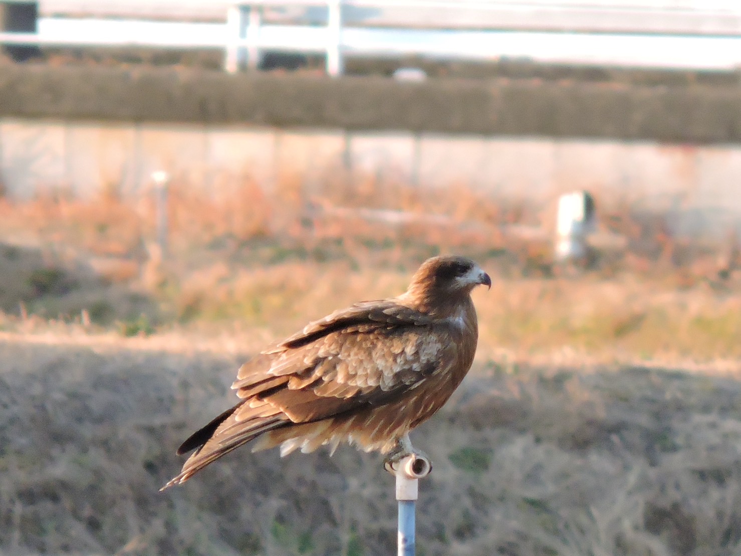 トビ無料画像｜手賀沼鳥会